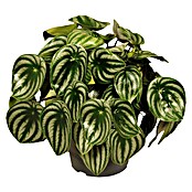 Piardino Rippenschildblatt (Peperomia argyreia, 12 cm) | BAUHAUS