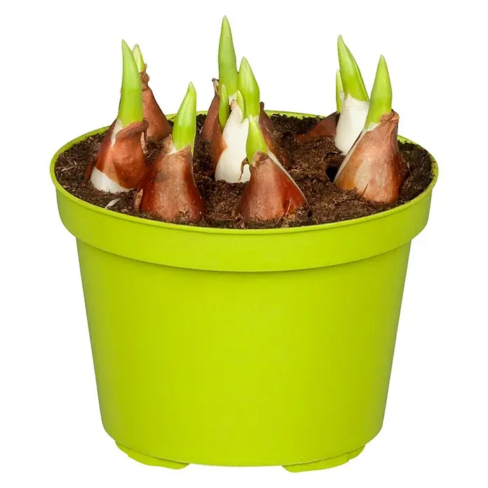 Piardino Frühlingsblumenzwiebeln Tulpe 'Yellow Baby' - Tulipia 'Yellow Baby' - Ein leuchtend grüner Topf voller Blumenzwiebeln, die bereits sprießen und auf eine blühende Zukunft hinweisen.