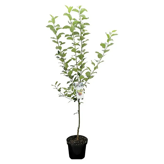 Apfelbaum Bio 'Elstar' - Malus domestica 'Elstar', Topfvolumen: 7 l, Erntezeit: September - Junger Apfelbaum im Topf mit Etikett, ideal für den Garten oder Balkon. Die Pflanze ist gesund und kräftig gewachsen.