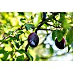 Pflaumenbaum Bio 'President' (Prunus domestica, Topfvolumen: 7 l, Erntezeit: August) | BAUHAUS