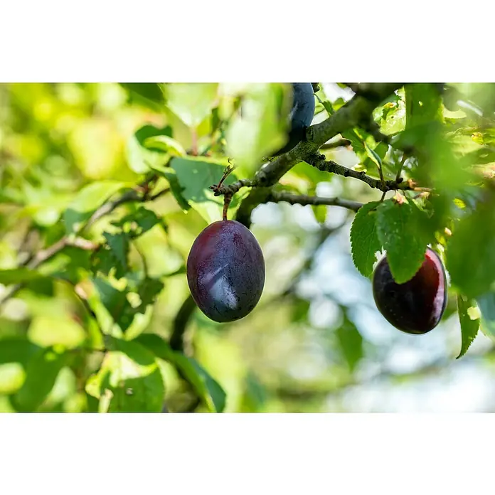 Pflaumenbaum Bio 'President' - Prunus domestica, Topfvolumen: 7 l, Erntezeit: August - Nahaufnahme von zwei reifen, dunklen Pflaumen, die an einem Ast hängen, umgeben von grünen Blättern.