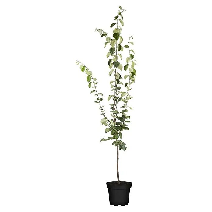 Birnenbaum Bio 'Conference' - Pyrus communis 'Conference', Topfvolumen: 7 l, Erntezeit: September - Ein detailreiches Bild eines Elefantohrbaums 'Variegata' im Topf, der durch seine grün-weißen Blätter besticht.