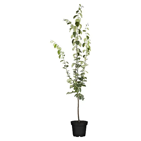 Birnenbaum Bio 'Conference'