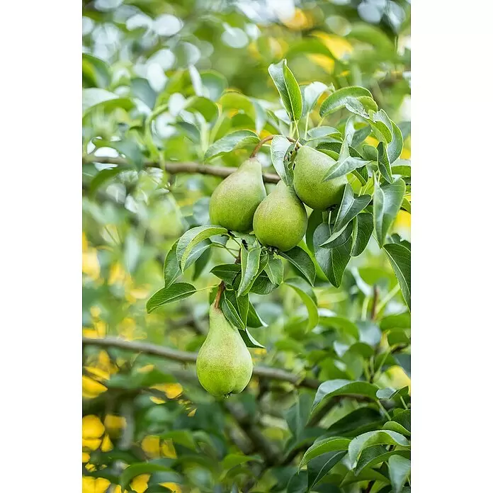 Birnenbaum Bio 'Conference' - Pyrus communis 'Conference', Topfvolumen: 7 l, Erntezeit: September - Stimmungsaufnahme