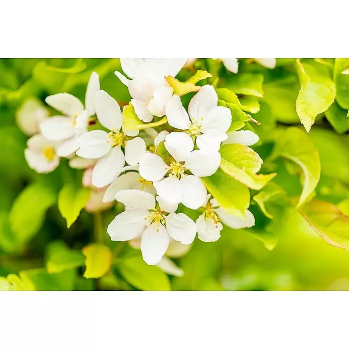 Apfelbaum Bio 'Elstar' - Malus domestica 'Elstar', Topfvolumen: 7 l, Erntezeit: September - Nahaufnahme von leuchtend weißen Blüten mit gelben Zentren und zarten rosa Rändern, eingebettet in üppiges grünes Laub.