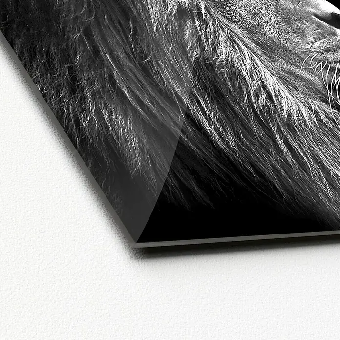 ProArt Glasbild - Grey Lion Head, B x H: 30 x 30 cm - Detailaufnahme eines Acrylglasbildes mit einem majestätischen Löwen, das die beeindruckende Mähne und Kraft des Tieres hervorhebt.