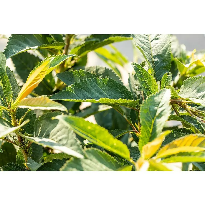 Süßkirschbaum Bio 'Hedelfinger Riesenkirsche' - Prunus avium 'Hedelfinger Riesenkirsche', Topfvolumen: 7 l, Erntezeit: Juli - Nahaufnahme von grünen Blättern einer Pflanze im Freien, die ihre natürliche Schönheit und Textur zeigt.