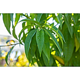 Pfirsich Bio 'Kernechter vom Vorgebirge' (Prunus persica, Topfvolumen: 7 l, Erntezeit: September)
