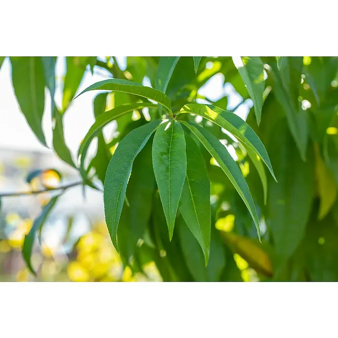 Pfirsich Bio 'Kernechter vom Vorgebirge' - Prunus persica, Topfvolumen: 7 l, Erntezeit: September - Nahaufnahme eines Zweigs mit länglichen, grünen Blättern, die sich fächerartig ausbreiten und im Sonnenlicht leuchten.