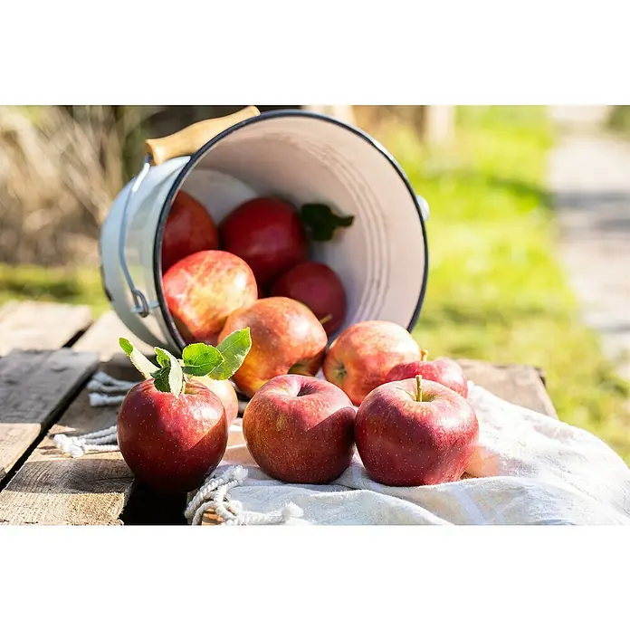 Apfelbaum Bio 'Elstar' - Malus domestica 'Elstar', Topfvolumen: 7 l, Erntezeit: September - Ein umgekippter Eimer Äpfel auf einem Holztisch. Die roten Äpfel sind reif und saftig, einige mit Blättern, auf einem sonnigen Hintergrund.