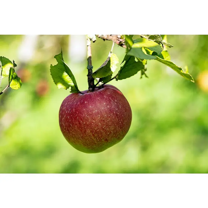 Apfelbaum Bio 'Elstar' - Malus domestica 'Elstar', Topfvolumen: 7 l, Erntezeit: September - Ein saftiger, roter Apfel hängt an einem Ast, umgeben von grünen Blättern. Der Apfel ist reif und bereit zur Ernte.