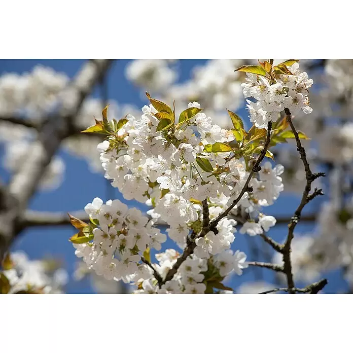 Süßkirschbaum Bio 'Hedelfinger Riesenkirsche' - Prunus avium 'Hedelfinger Riesenkirsche', Topfvolumen: 7 l, Erntezeit: Juli - Nahaufnahme weißer Blüten mit jungen grünen Blättern an Ästen vor blauem Himmel.