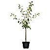 Pflaumenbaum Bio 'President' (Prunus domestica, Topfvolumen: 7 l, Erntezeit: August) | BAUHAUS