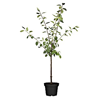 Pflaumenbaum Bio 'President' (Prunus domestica, Topfvolumen: 7 l, Erntezeit: August)