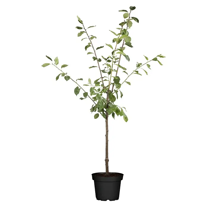 Pflaumenbaum Bio 'President' - Prunus domestica, Topfvolumen: 7 l, Erntezeit: August - Ein einzelner Strauch mit grünen Blättern in einem schwarzen Topf, isoliert vor einem schwarzen Hintergrund. Ideal als Zimmerpflanze.
