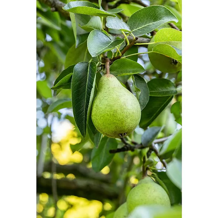 Birnenbaum Bio 'Conference' - Pyrus communis 'Conference', Topfvolumen: 7 l, Erntezeit: September - Grüne Birne, umgeben von Blättern, hängt an einem Ast. Der Fokus liegt auf der saftigen, reifen Frucht am Baum.