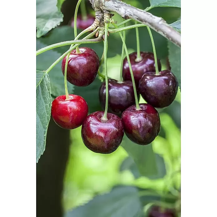 Süßkirschbaum Bio 'Hedelfinger Riesenkirsche' - Prunus avium 'Hedelfinger Riesenkirsche', Topfvolumen: 7 l, Erntezeit: Juli - Reife rote und dunkelrote Kirschen hängen als Traube an einem Ast mit grünen Blättern.