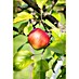 Apfelbaum Bio 'Elstar' 