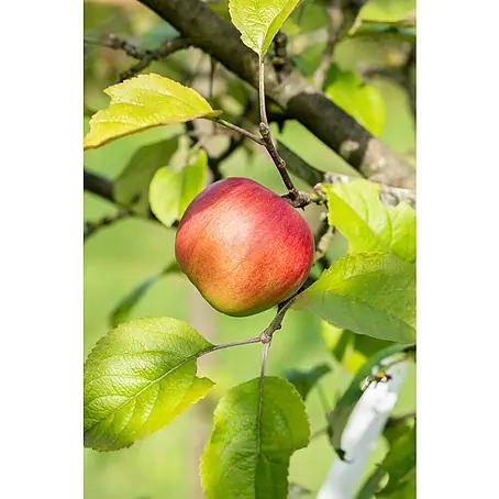 Apfelbaum Bio 'Elstar'