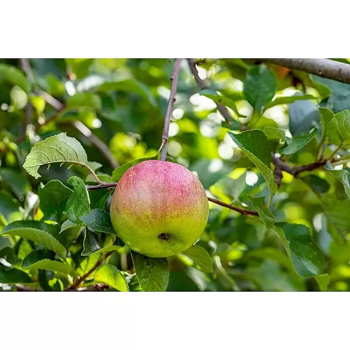 Apfelbaum Bio 'Elstar' - Malus domestica 'Elstar', Topfvolumen: 7 l, Erntezeit: September - Reifer rot-grüner Apfel hängt an einem Ast eines Apfelbaums.
