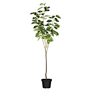 Süßkirschbaum Bio (Prunus avium 'Hedelfinger Riesenkirsche', Topfvolumen: 7 l, Erntezeit: Juli)