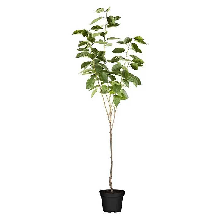Piardino SüßkirschbaumPrunus avium 'Große Schwarze Knorpelkirsche', Topfvolumen: 7,5 l