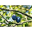 Pflaumenbaum Bio 'President' (Prunus domestica, Topfvolumen: 7 l, Erntezeit: August) | BAUHAUS