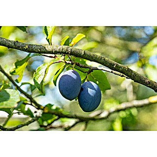 Pflaumenbaum Bio 'President' (Prunus domestica, Erntezeit: August)