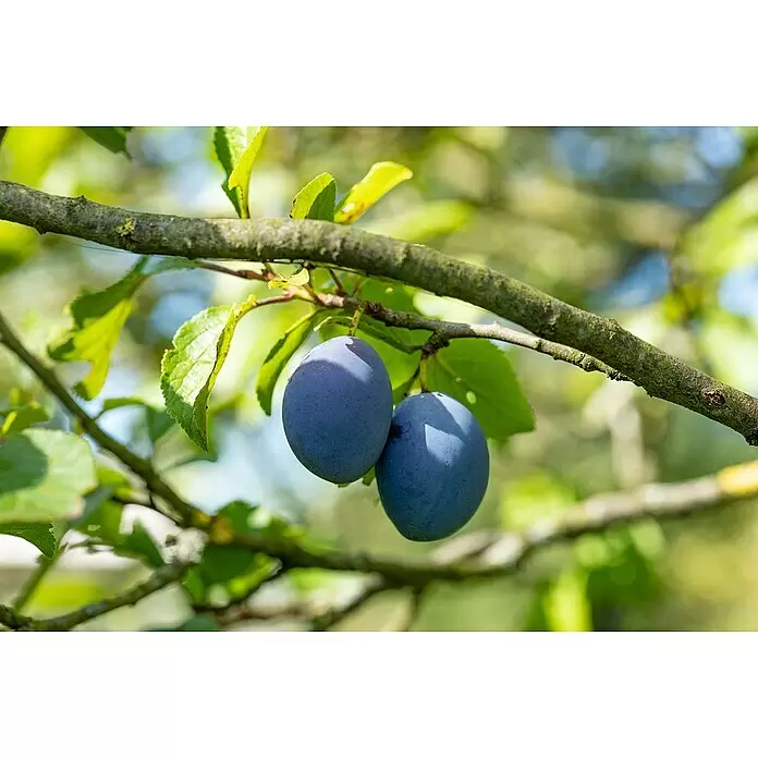 Piardino Bio PflaumenbaumPrunus domestica, Blütezeit: März