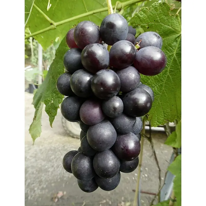 Weinrebe Venus - Vitis Venus, Erntezeit: September - Nahaufnahme einer reifen Traube mit prallen, dunklen Beeren, die von grünen Blättern umgeben ist und eine reiche Ernte verspricht.