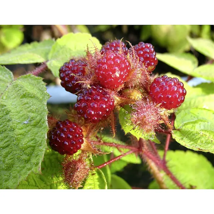 Japanische Weinbeere - Rubus phoeniculasus, Erntezeit: August - Nahaufnahme einer Gruppe reifer Himbeeren am Strauch, mit grünen Blättern und roten Stielen, die die frische Ernte betonen.