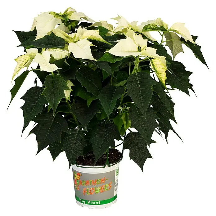 Piardino Flor de Pascua - Euphorbia pulcherrima, Tamaño de maceta: 17 cm, Color de flor: Dependiendo de la variedad - Una Poinsettia blanca 'Big Plant' de Marathon-Flowers en una maceta, mostrando brácteas blancas llamativas y hojas verdes.