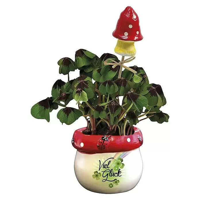 Piardino Zimmerpflanzen-Arrangement im Pilzdekotopf - Topfgröße: 6 cm, 1 x Topf, 1 x Glücksklee, Deko - Vorderansicht
