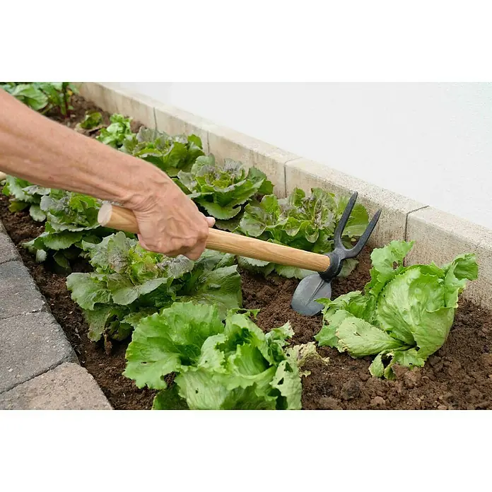 Gardol Doppelhacke - Anzahl Zinken: 2, Anzahl Blätter: 1, Kurzstiel - Nahaufnahme einer Gartenhacke, die zwischen Salatpflanzen in einem erhöhten Beet verwendet wird, um den Boden zu bearbeiten.