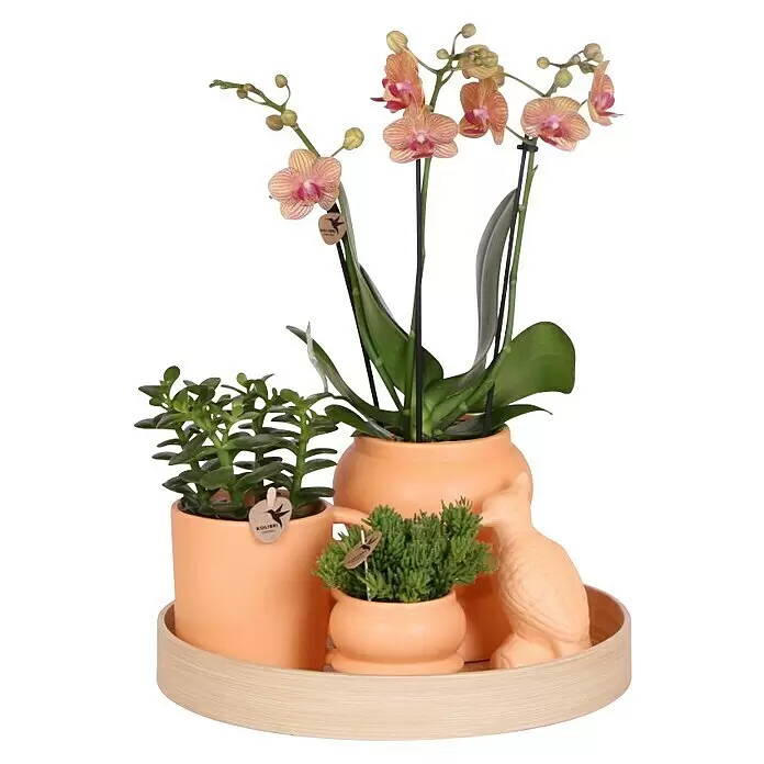 Piardino Schmetterlingsorchidee Arrangement - Optimism Peach - Anwendungsbeispiel
