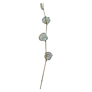 Kunstpflanze Zweig Capiz (Höhe: 78 cm)