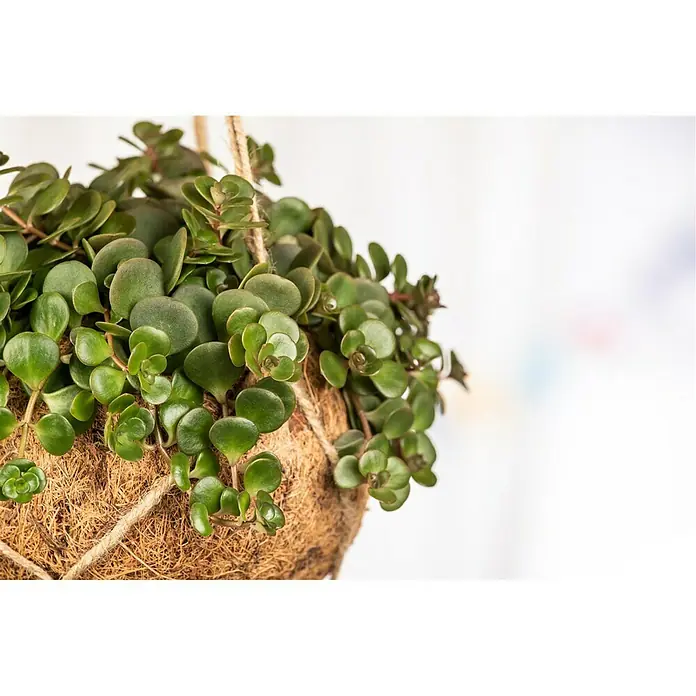 Piardino Zimmerpflanzen-Mix - Verschiedene Sorten, Topfgröße: 12 cm - Nahaufnahme einer Peperomia rotundifolia Pflanze in einem hängenden Korb, die ihr üppiges grünes Laub und die einzigartige Textur zeigt.