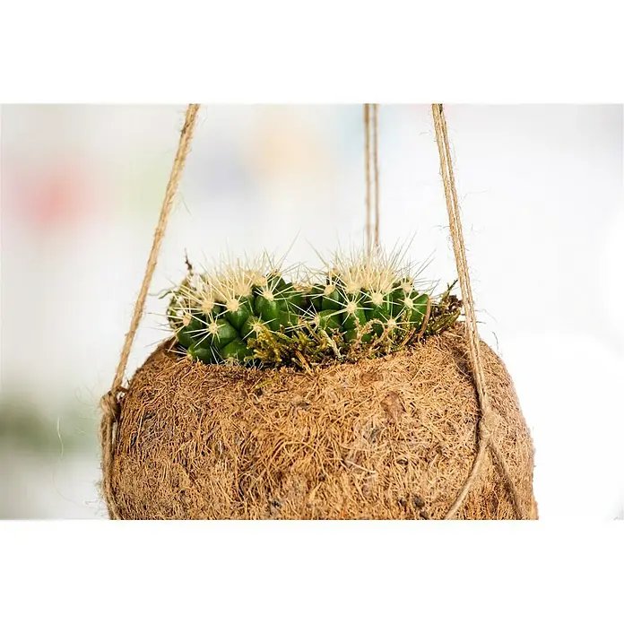 Piardino Cactus - Cactus, Tamaño de maceta: 10 cm - Cactus colgante en cáscara de coco, sostenido por cuerdas rústicas, aporta un toque natural a cualquier espacio.