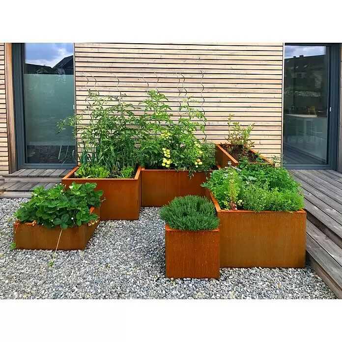 Palatino Exclusive Line Macetero para plantas Lotte - 60 x 60 x 50 cm, Acero Corten, Rojo-pardo - Varias jardineras elevadas de acero corten con tomates, fresas y hierbas, dispuestas sobre grava junto a un edificio moderno.