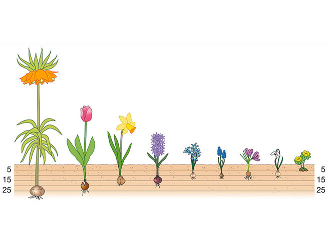 Blumenzwiebeln – Tipps zum Einpflanzen | BAUHAUS