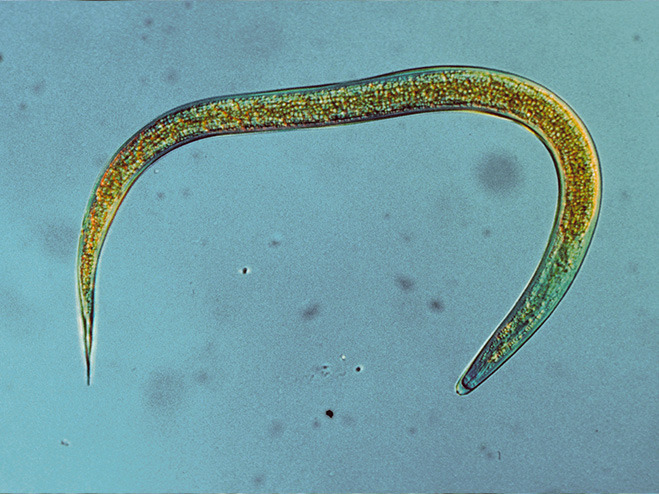Nematoden: Fadenwürmer als Nützlinge
