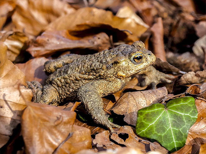Eine Erdkröte auf dem Waldboden