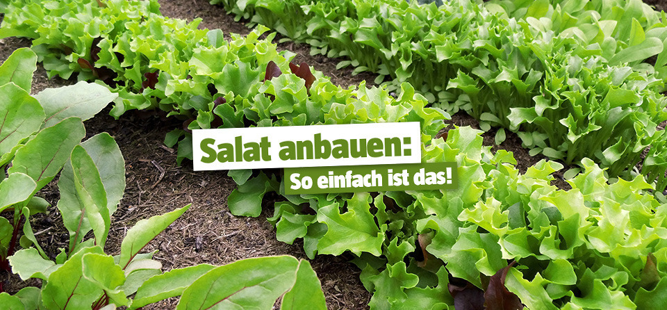 Salat anbauen: Worauf Sie achten müssen
