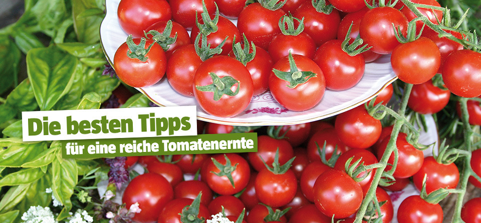 Tipps für eine reiche Tomatenernte