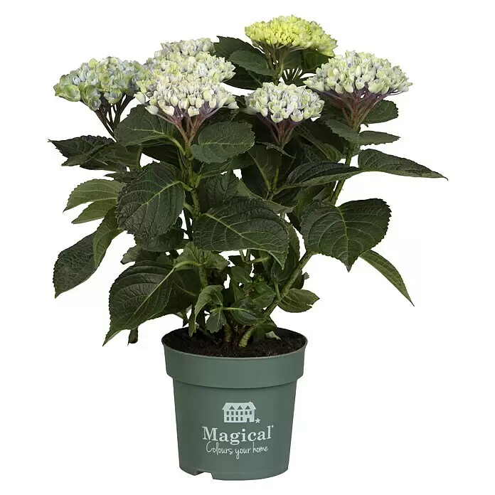 Piardino HortensieHydrangea macrophylla 'Magical', Blütenfarbe: Artenabhängig
