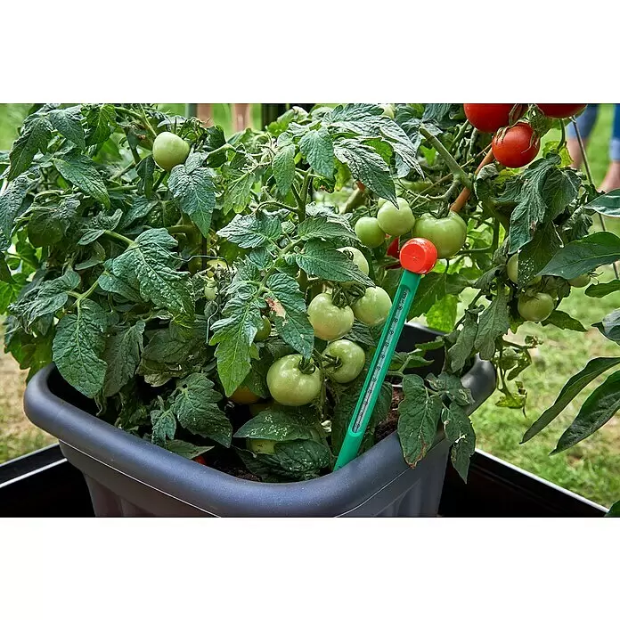 Juliana Erdbodenthermometer - Länge: 320 mm, Kunststoff - Tomatenpflanze in einem dunkelgrauen Pflanzgefäß mit grünen und roten Tomaten, mit einem grünen Bodenthermometer zur Temperaturüberwachung.