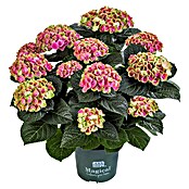 Piardino Hortensie (Hydrangea macrophylla Magical, Topfgröße: 5 l)