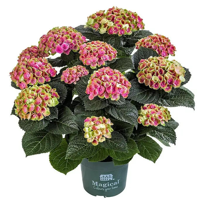 Piardino Hortensie - Hydrangea macrophylla Magical ® / Hydrangea Diva Fiore ®, Blütenfarbe: Artenabhängig - Magische Hortensie in einem Topf mit auffälligen rosa-grünen Blüten, ideal für jeden Raum.