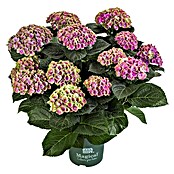 Piardino Hortensie (Hydrangea macrophylla Magical, Topfgröße: 5 l)