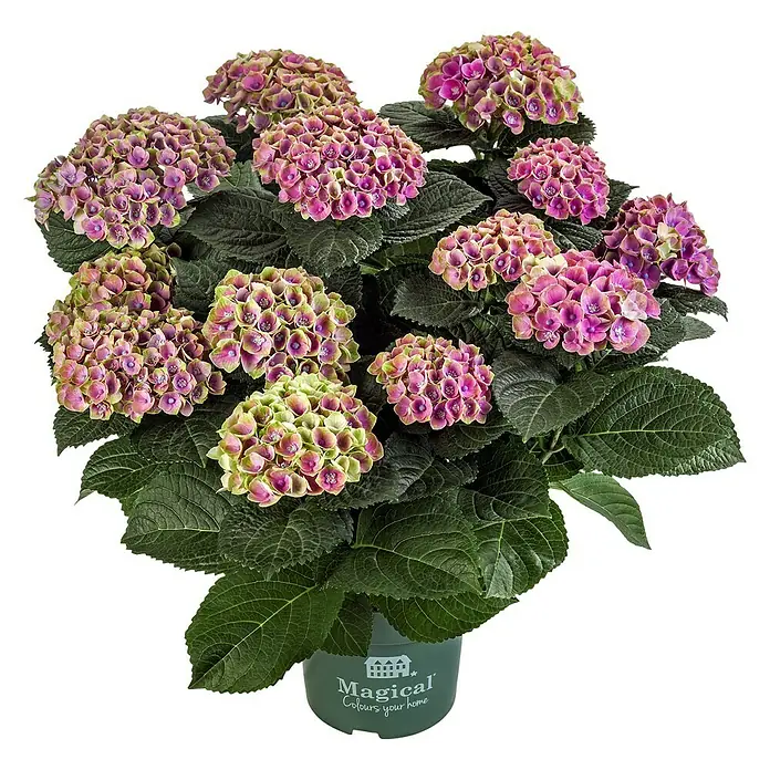 Piardino Hortensie - Hydrangea macrophylla Magical ® / Hydrangea Diva Fiore ®, Blütenfarbe: Artenabhängig - Nahaufnahme einer Magical Hydrangea-Pflanze in einem grünen Topf mit üppigen rosa und grünen Blüten vor einem schwarzen Hintergrund.